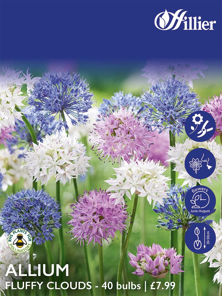 8718641999813 1 Allium Fluffy Clouds Collection Bulbs.jpg